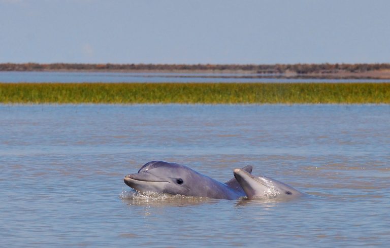 Coastal land, Southern Estuary Project Bahia Blanca land for sale