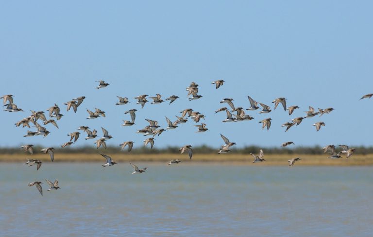 Coastal land, Southern Estuary Project Bahia Blanca land for sale