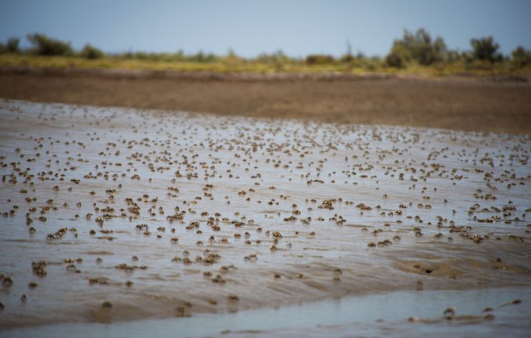 Southern Estuary Bahia Blanca, Argentina, land for sale